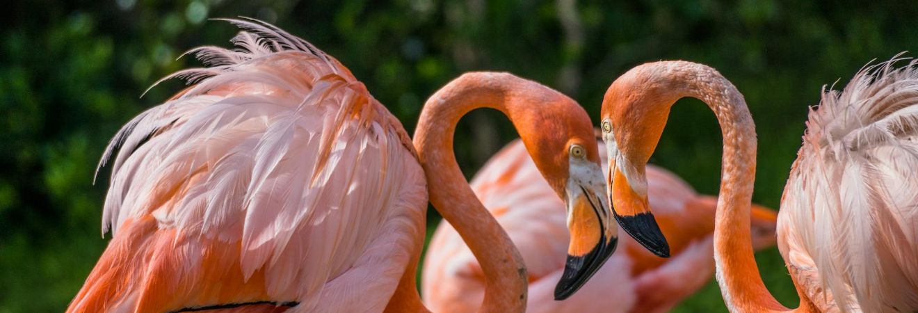 two flamingos in nature