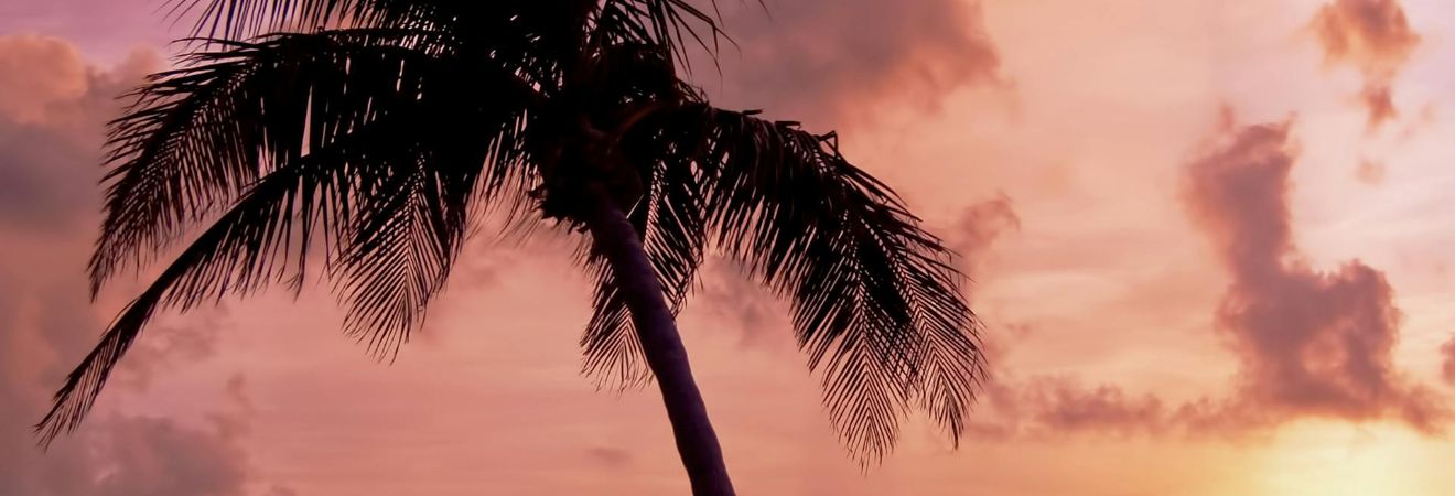 a palm tree during sunset at Miramar