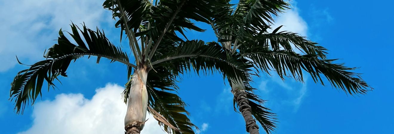 a close-up of a palm tree