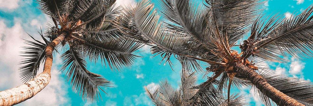 palm trees against a blue sky