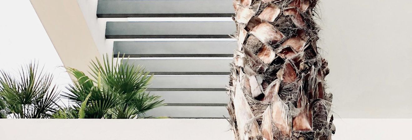 a palm tree near a residential building